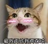 萌宠 猫星人 爱我再给我两百块 害羞 搞怪 逗