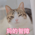 妈的 智障 猫