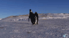 企鹅 penguin