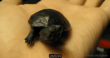 乌龟 小巧 手掌 瞌睡