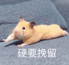 萌宠 仓鼠 硬要挽留 求你别走 呆萌 可爱