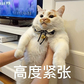 萌宠 猫咪 猫 喵星人 高度紧张 紧张 举猫