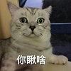 喵星人 猫主子 你瞅啥 猫咪 搞笑 嘚瑟
