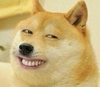 狗狗 逗比 污 呵呵