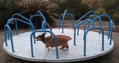 柯基 跑步 旋转 魔性 搞笑 呆萌 corgi