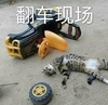 萌宠 猫星人 翻车现场 躺地上 呆萌 搞怪 逗