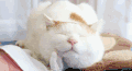 猫 喵星人 宠物 萌 可爱
