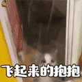 飞起来的抱抱 卖萌 猫咪 抖音 soogif soogif出品