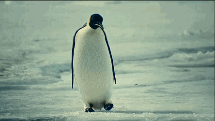 企鹅 可爱 孤独 一个人的旅程