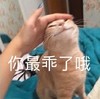 萌宠 猫星人 你最乖了哦 摸摸头 呆萌 可爱