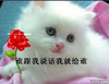 谁跟我说话就给谁 出来聊天吹牛 别潜水别走私 积极发言发图猫咪
