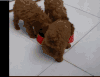 萌宠 狗狗 汪星人 萌 可爱