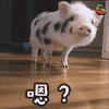 猪 萌宠 soogif soogif出品 嗯？
