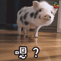 猪 萌宠 soogif soogif出品 嗯？