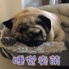 睡觉卖萌  狗 卖萌