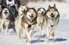狗狗 可爱 狗拉雪橇 欢乐 奔腾