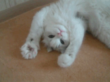 白色 猫咪 卖萌
