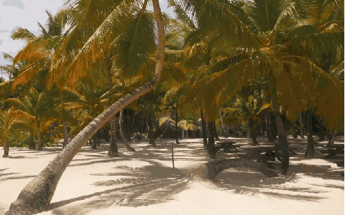 多米尼加共和国 椰子树 沙滩 纪录片 蓬塔卡纳 风景