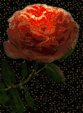 开花 迷幻 哇 玫瑰