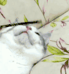 猫咪 乖巧 配合 听话