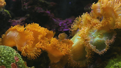 海葵 海底世界 绚丽 黄色 自然 海洋 ocean nature