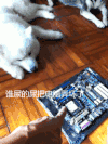 逗比 萌物 萨摩耶 不是我 机智 尴尬 卖队友