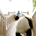 熊猫 滑梯 玩耍 呆萌