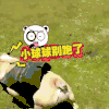 萌宠 狗子 二哈 汪星人