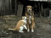 狗狗 猫咪 呆呆 黏人