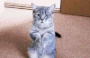 猫咪 作揖 感谢