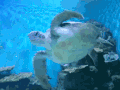 乌龟 海底世界 萌萌哒 漂亮