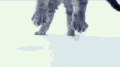 猫咪 雪地 白色 可爱