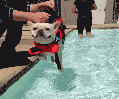 小狗 游泳池 害怕 划水