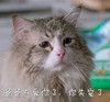 猫咪 爸爸不爱你了 你失宠了 不开心