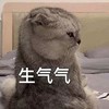 萌宠 猫星人 生气气 可怜 呆萌 可爱