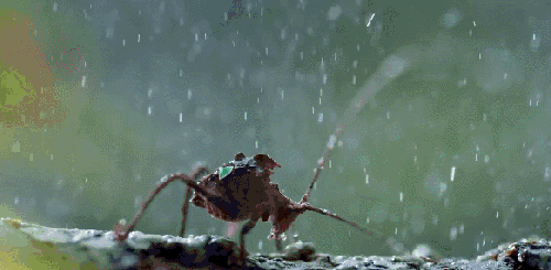 下雨 地球脉动 昆虫 纪录片 缓慢 行走