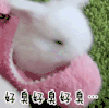 兔子 嫌弃 可爱