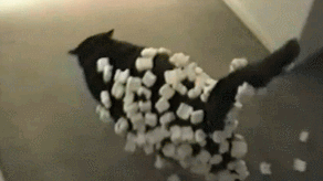 猫咪 猫 喵星人 宠物 萌宠 搞笑