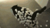 猫咪 猫 喵星人 宠物 萌宠 搞笑