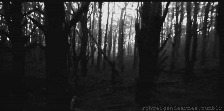 树林 自然 奔跑 黑暗
