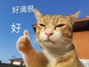 萌宠 猫星人 好滴很 好 搞怪 呆萌
