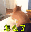 怎么了 狗