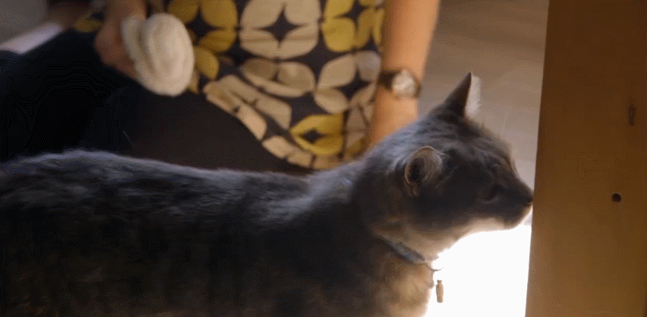 BBC 可爱 对猫的发现 纪录片 闻闻