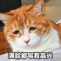 猫咪 不开心 呆萌 满脸都写着 高兴