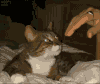 猫 宠物 舔 摸