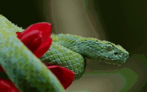 动物 哥斯达黎加 蛇 蛇信子