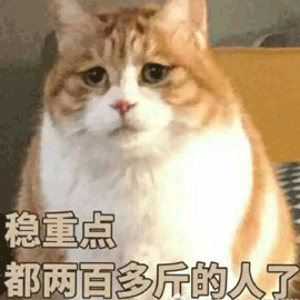 稳重 猫