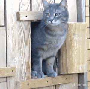 猫咪 开门 张望 可爱