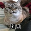 萌宠 猫星人 超凶 生气 呆萌 可爱