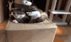 猫 喵星人 宠物 萌 可爱